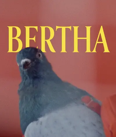 Bertha the pigeon