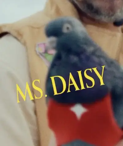 Miss Daisy the pigeon