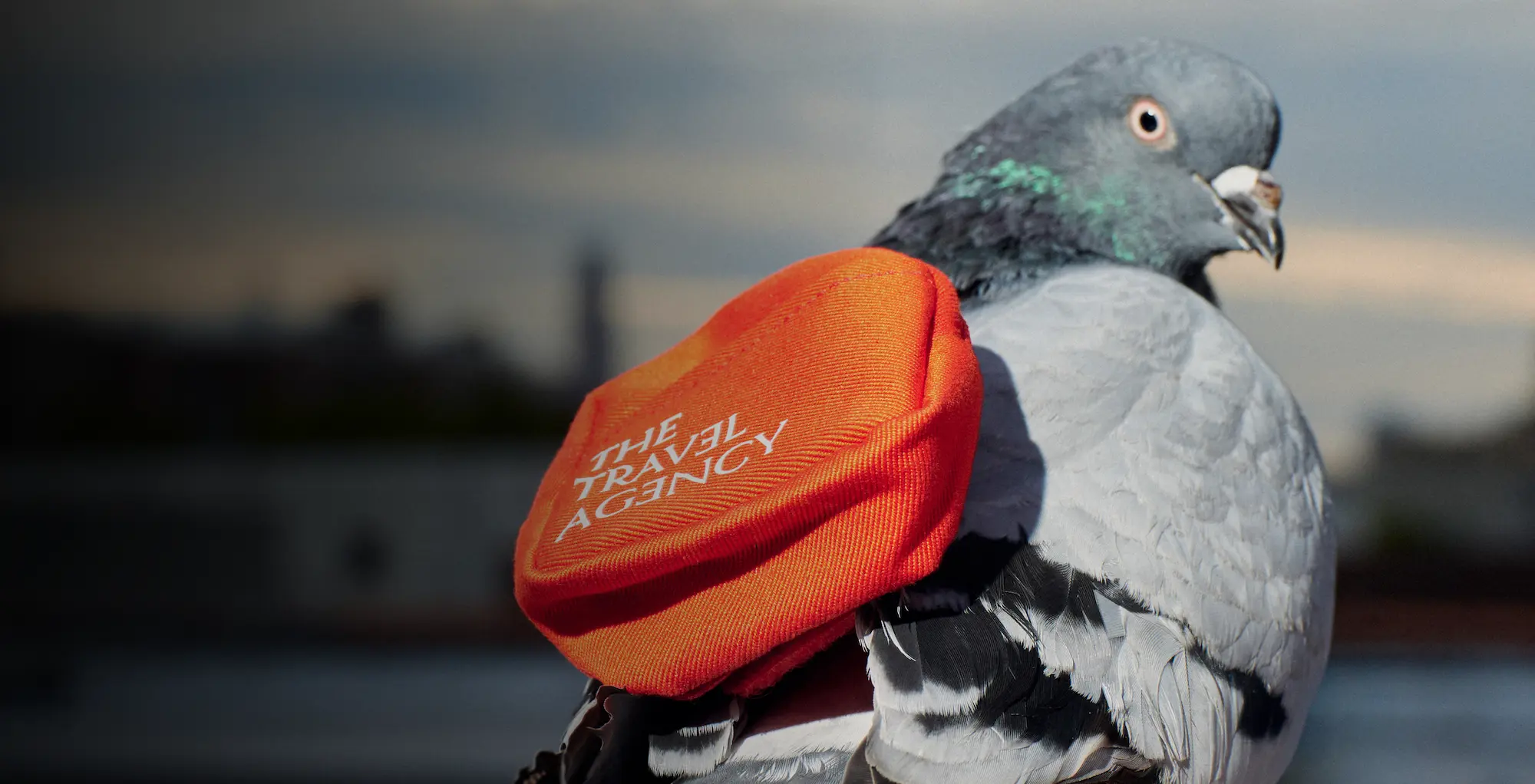 Cannabis delivery pigeon with red backpack