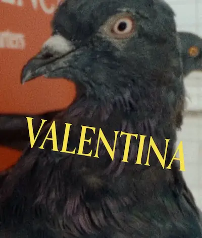 Valentina the pigeon